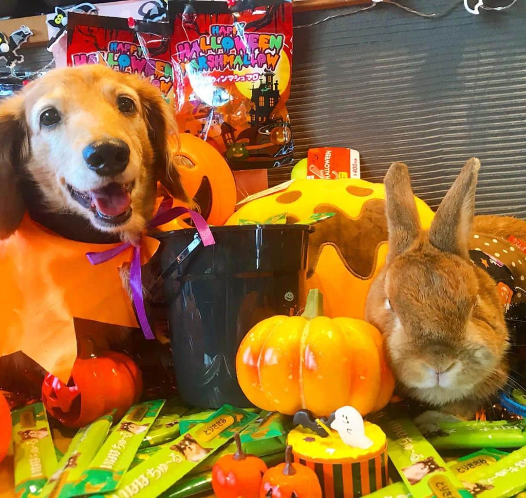 Chieko Shibutaさんのインスタグラム写真 - (Chieko ShibutaInstagram)「たろー🐶&うじゃこ🐰 地方☀️ happy Halloween🎃 チュール♬チュール♬ ちゅーるのコマーシャルでは ありません😅 trick or trick👻たろー🐶 沢山の　チュール頂きました🎃嫌😤嫌😤も　3日目　慣れてきた様です📸✨ 🐰　マイペース🍎💕✨🐶🎃🐰✨💕#かぎけん安食  #わんこの散歩 #dachshund #dachshunds #dachshundlove #dog #dogs #doglove #instadog #instagram #instagood #pet #pets #petsagram #cute #cutepe #cutepet #cutedog #cuteanimals #likes #smile #rabbit #ラビット #ミニュチュア #ミニュチュアダックス  #ミニュチュアダックスフント #うさぎ #犬とうさぎ」10月31日 14時31分 - chieko.81