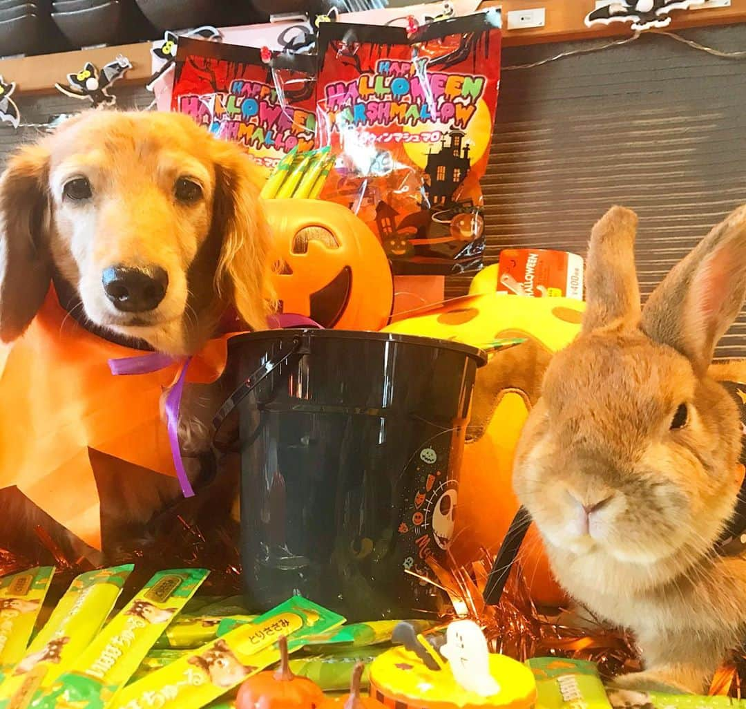 Chieko Shibutaさんのインスタグラム写真 - (Chieko ShibutaInstagram)「たろー🐶&うじゃこ🐰 地方☀️ happy Halloween🎃 チュール♬チュール♬ ちゅーるのコマーシャルでは ありません😅 trick or trick👻たろー🐶 沢山の　チュール頂きました🎃嫌😤嫌😤も　3日目　慣れてきた様です📸✨ 🐰　マイペース🍎💕✨🐶🎃🐰✨💕#かぎけん安食  #わんこの散歩 #dachshund #dachshunds #dachshundlove #dog #dogs #doglove #instadog #instagram #instagood #pet #pets #petsagram #cute #cutepe #cutepet #cutedog #cuteanimals #likes #smile #rabbit #ラビット #ミニュチュア #ミニュチュアダックス  #ミニュチュアダックスフント #うさぎ #犬とうさぎ」10月31日 14時31分 - chieko.81