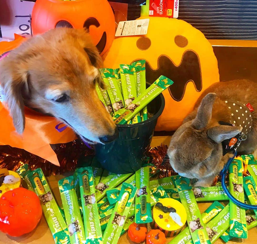 Chieko Shibutaさんのインスタグラム写真 - (Chieko ShibutaInstagram)「たろー🐶&うじゃこ🐰 地方☀️ happy Halloween🎃 チュール♬チュール♬ ちゅーるのコマーシャルでは ありません😅 trick or trick👻たろー🐶 沢山の　チュール頂きました🎃嫌😤嫌😤も　3日目　慣れてきた様です📸✨ 🐰　マイペース🍎💕✨🐶🎃🐰✨💕#かぎけん安食  #わんこの散歩 #dachshund #dachshunds #dachshundlove #dog #dogs #doglove #instadog #instagram #instagood #pet #pets #petsagram #cute #cutepe #cutepet #cutedog #cuteanimals #likes #smile #rabbit #ラビット #ミニュチュア #ミニュチュアダックス  #ミニュチュアダックスフント #うさぎ #犬とうさぎ」10月31日 14時31分 - chieko.81