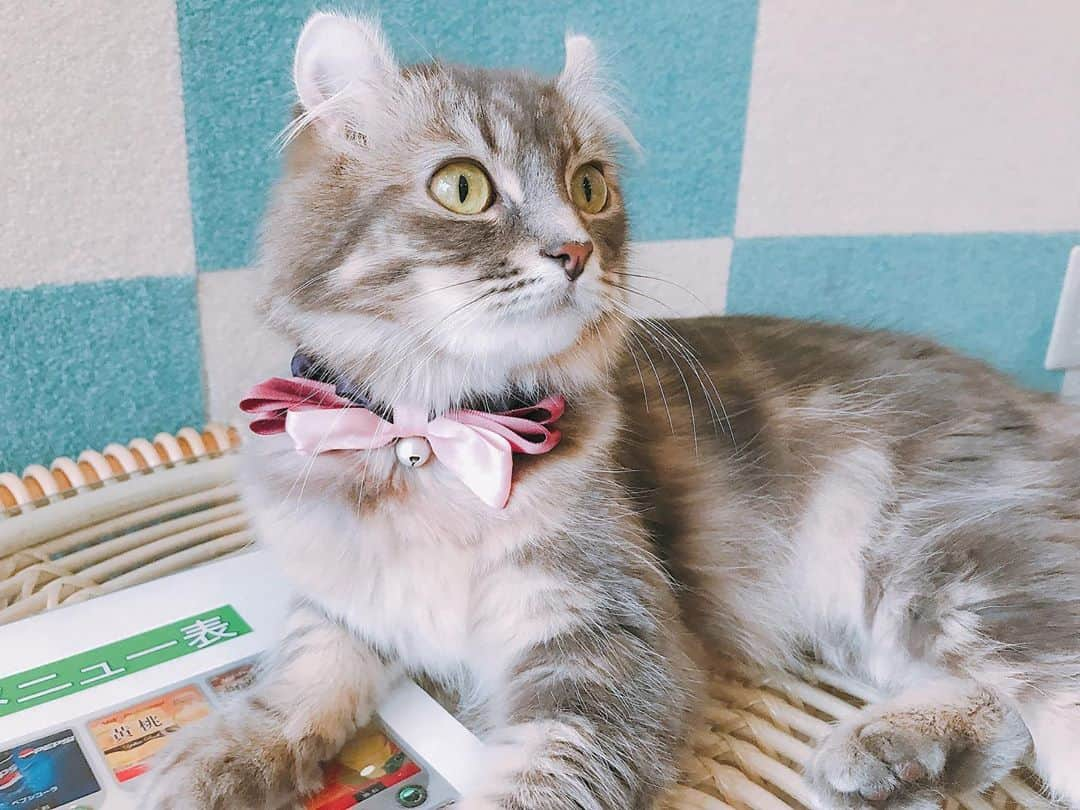 泉あいりさんのインスタグラム写真 - (泉あいりInstagram)「猫しか勝たん﻿ ﻿ ﻿ ﻿ #🐈」10月31日 14時44分 - __ochiairi__