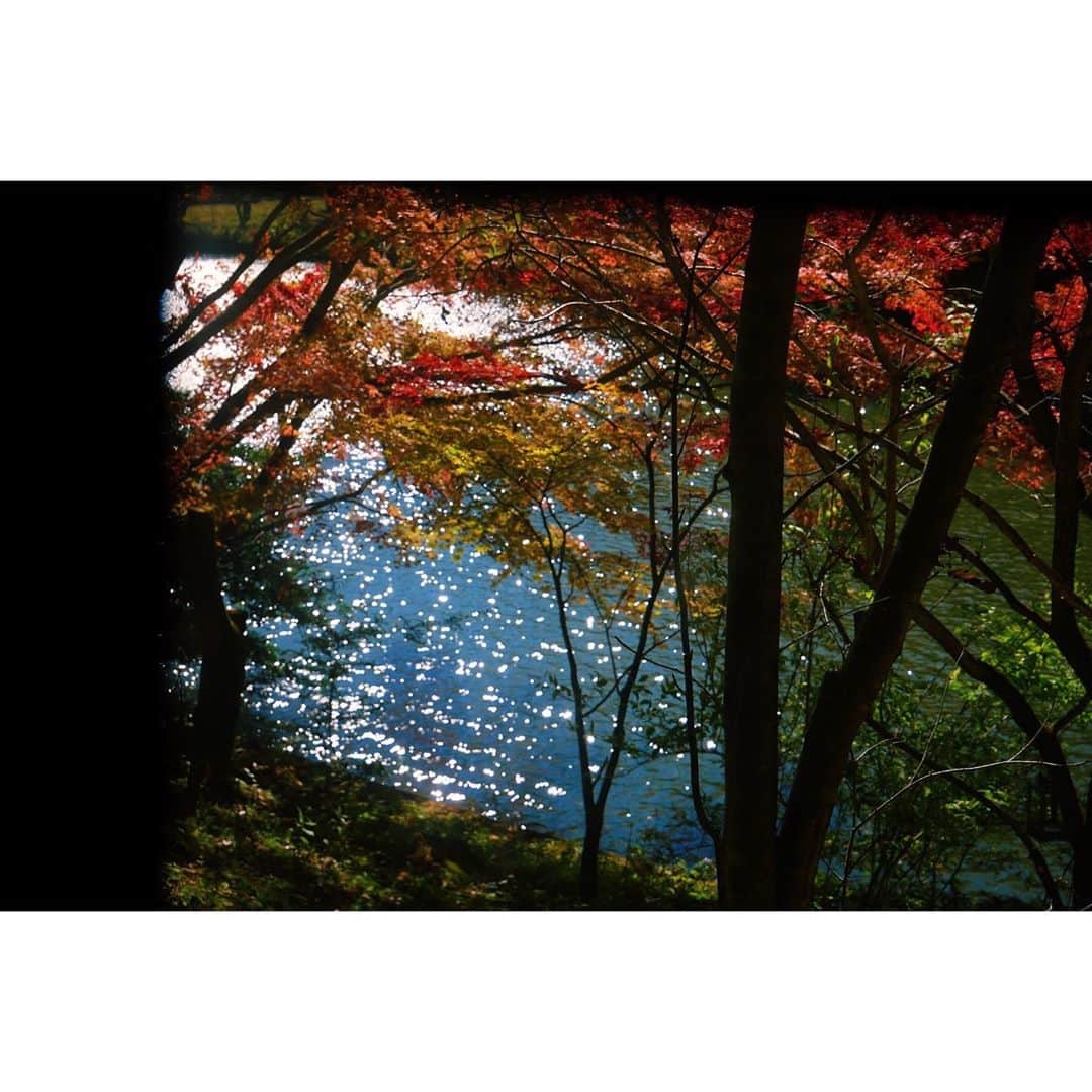 eriさんのインスタグラム写真 - (eriInstagram)「家の前の池がキラキラしているのを、起きてすぐに窓から見るのが好き。」10月31日 14時52分 - e_r_i_e_r_i