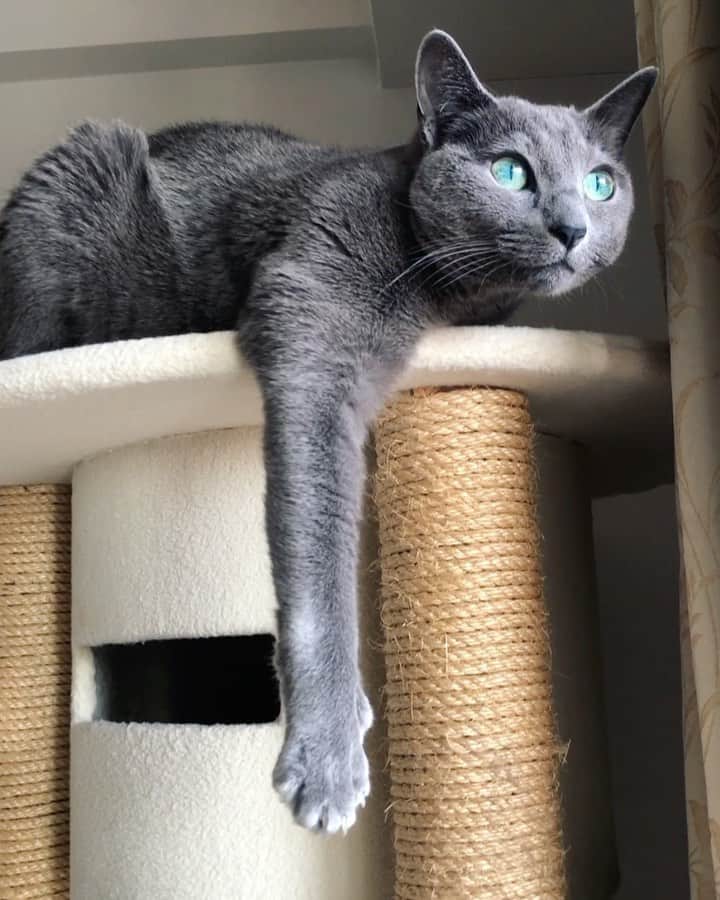 のインスタグラム：「垂れネコ発見😹🐾🐈-Azu(あずみ) #happyhalloween #ハロウィン #🎃 .  #cat #russianblue #猫 #ねこ #ロシアンブルー #chat  #gato #greycat  #猫動画　#catvideo #greeneyes #emeraldeyes #ふわもこ部 #にゃんすたぐらむ  #みんねこ  #INSTACAT_MEOWS #catstocker #meowsandwoofs #excellent_cats #meowvswoof  #TopCatPhoto  #cutepetclub #IgAnimal_Snaps #cat_features #bestmeow #petoftoday」