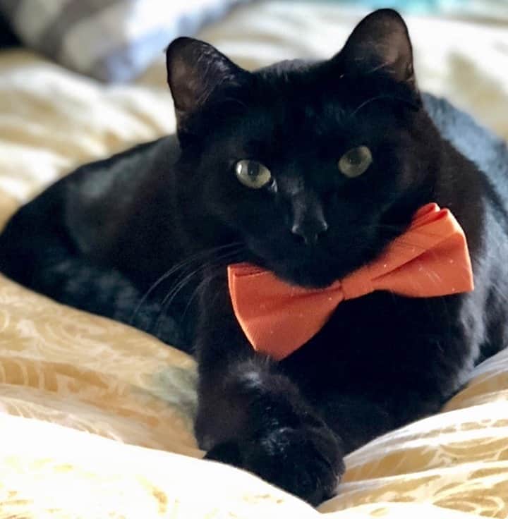 のインスタグラム：「A dapper little gentleman. 🎃 ⁠ #tumblrstaffpicks: #capricorn1226⁠ #blackcat #hauntober #photography」