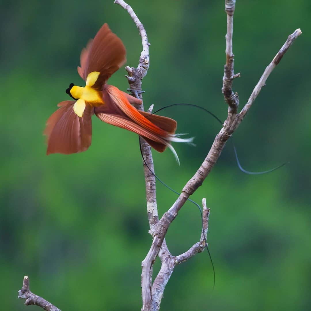 Tim Lamanさんのインスタグラム写真 - (Tim LamanInstagram)「Photos by @TimLaman.  Here are a few unpublished Birds-of-Paradise images to brighten your Friday.  These are Red Bird-of-Paradise from Waigeo Island, Indonesia, shot during filming for the BBC’s Planet Earth II!  It’s Bird-of-Paradise mating season right now, and although I can’t be out in Papua doing new filming, I’m thinking about these amazing birds and the people that are safeguarding their forests.  The local people we work with there developed an economy around bird tourism, but that has collapsed due to Covid.  If you’d like to help them out and also brighten up your home or workplace with an inspiring Bird-of-Paradise image, please visit my gallery at www.timlamanfineart.com (link in bio) and check out the selection of prints.  Thanks for your support. #birdsofparadise #redbirdofparadise #Papua #Indonesia #birds @birdsofparadiseproject  #shotonred」10月17日 6時26分 - timlaman