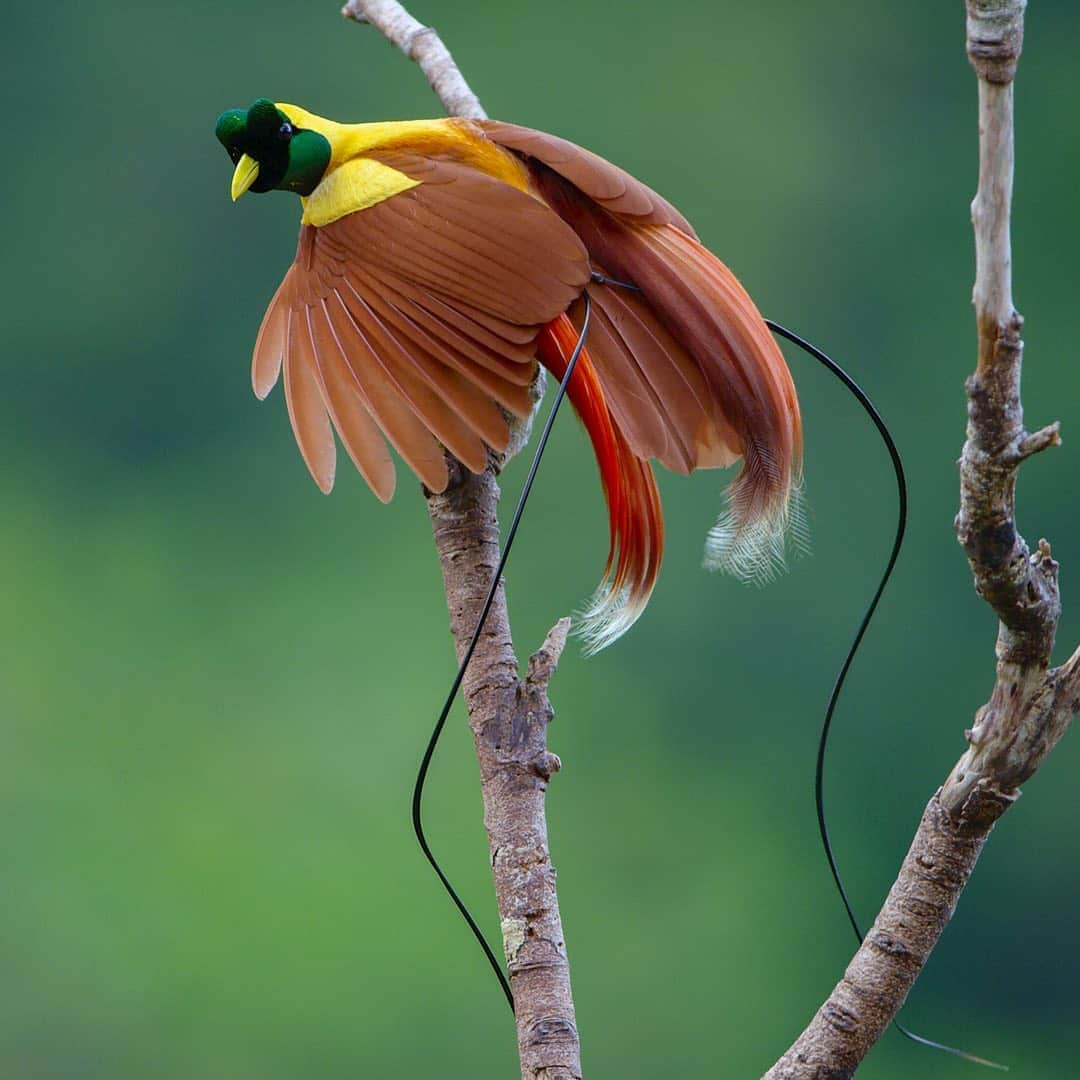 Tim Lamanさんのインスタグラム写真 - (Tim LamanInstagram)「Photos by @TimLaman.  Here are a few unpublished Birds-of-Paradise images to brighten your Friday.  These are Red Bird-of-Paradise from Waigeo Island, Indonesia, shot during filming for the BBC’s Planet Earth II!  It’s Bird-of-Paradise mating season right now, and although I can’t be out in Papua doing new filming, I’m thinking about these amazing birds and the people that are safeguarding their forests.  The local people we work with there developed an economy around bird tourism, but that has collapsed due to Covid.  If you’d like to help them out and also brighten up your home or workplace with an inspiring Bird-of-Paradise image, please visit my gallery at www.timlamanfineart.com (link in bio) and check out the selection of prints.  Thanks for your support. #birdsofparadise #redbirdofparadise #Papua #Indonesia #birds @birdsofparadiseproject  #shotonred」10月17日 6時26分 - timlaman