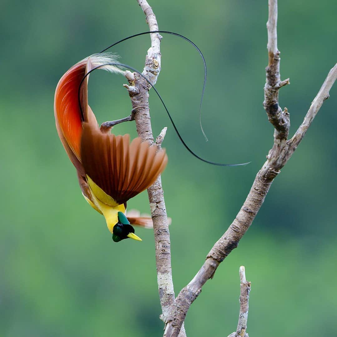 Tim Lamanさんのインスタグラム写真 - (Tim LamanInstagram)「Photos by @TimLaman.  Here are a few unpublished Birds-of-Paradise images to brighten your Friday.  These are Red Bird-of-Paradise from Waigeo Island, Indonesia, shot during filming for the BBC’s Planet Earth II!  It’s Bird-of-Paradise mating season right now, and although I can’t be out in Papua doing new filming, I’m thinking about these amazing birds and the people that are safeguarding their forests.  The local people we work with there developed an economy around bird tourism, but that has collapsed due to Covid.  If you’d like to help them out and also brighten up your home or workplace with an inspiring Bird-of-Paradise image, please visit my gallery at www.timlamanfineart.com (link in bio) and check out the selection of prints.  Thanks for your support. #birdsofparadise #redbirdofparadise #Papua #Indonesia #birds @birdsofparadiseproject  #shotonred」10月17日 6時26分 - timlaman