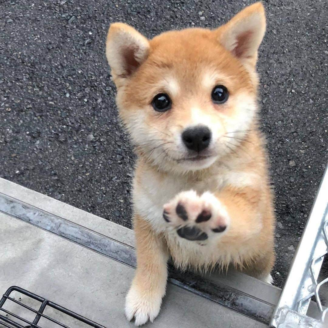 9GAGさんのインスタグラム写真 - (9GAGInstagram)「henlo there, just want to wish u hab a beautipaw day 🐾 Follow @barked for more cute dogs! - 📷 @mameshiba_sakuraan - #barked #Shiba #ShibaInu #9gag」10月17日 6時30分 - 9gag