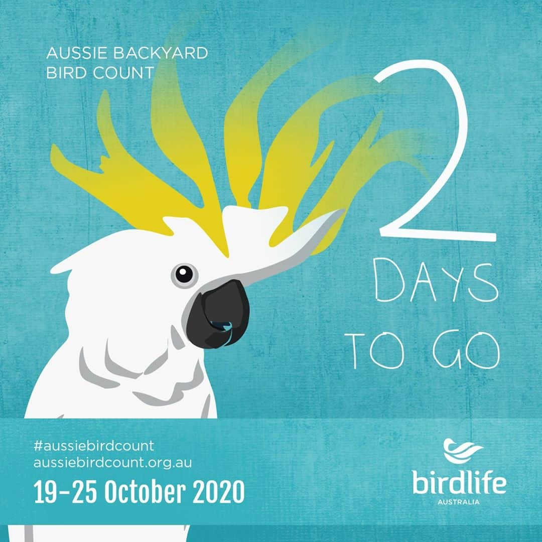 デビッド・ポーコックさんのインスタグラム写真 - (デビッド・ポーコックInstagram)「I’m taking part in this year’s @birdlifeoz #AussieBirdCount. Join me by registering at the link in my bio.⁠ ⁠ Download the app. ⁠ Sit outside for 20 minutes. ⁠ Log what birds you see. ⁠ Don't know what bird it is? There's a Field Guide/Bird Finder in the app! ⁠ ⁠ #birds #citizenscience」10月17日 7時02分 - davidpocock