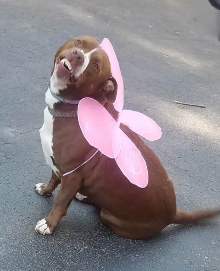 BarkBoxさんのインスタグラム写真 - (BarkBoxInstagram)「TELL ME I'M PRETTY!!!⁠ ⁠ (also omg THANK YOU Tammy in Dogspotting for showing of this one-of-a-kind butterfly 😂 can y'all help us find her on here so we can tag her?)⁠ ⁠ #dogcostumes #beautifulButterfly」10月17日 7時05分 - barkbox