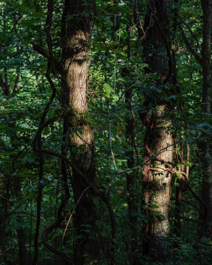 National Geographic Creativeさんのインスタグラム写真 - (National Geographic CreativeInstagram)「Photo by @sarah_stacke / The last of the day’s light brushes trees lining Tatham Gap Road near Robbinsville, N.C. I spent hours on Tatham Gap, a remote dirt passage through the mountains. The history of this place is heavy and in the air. The challenge of making a photograph that speaks to something that happened long ago is real.  Tatham Gap runs along the Old Army Road that was built by N.C. troops in early 1838 in preparation for the forced removal of Cherokee citizens, thus making the road a section of the Trail of Tears. The road passes over Snowbird Mountain, elevation 3800 ft. In crossing Snowbird along the Old Army Road, the Cherokee prisoners climbed the highest point along the entire 900-mile Trail of Tears. An estimated 17,000 Cherokee were forced off their homelands and into Oklahoma in 1838. The Eastern Band of the Cherokee Indians are descendants of those that hid in the hills, returned from the West, or were allowed to stay through political relationships.   #landback #ebcihomelands #trailoftears」10月17日 7時11分 - natgeointhefield