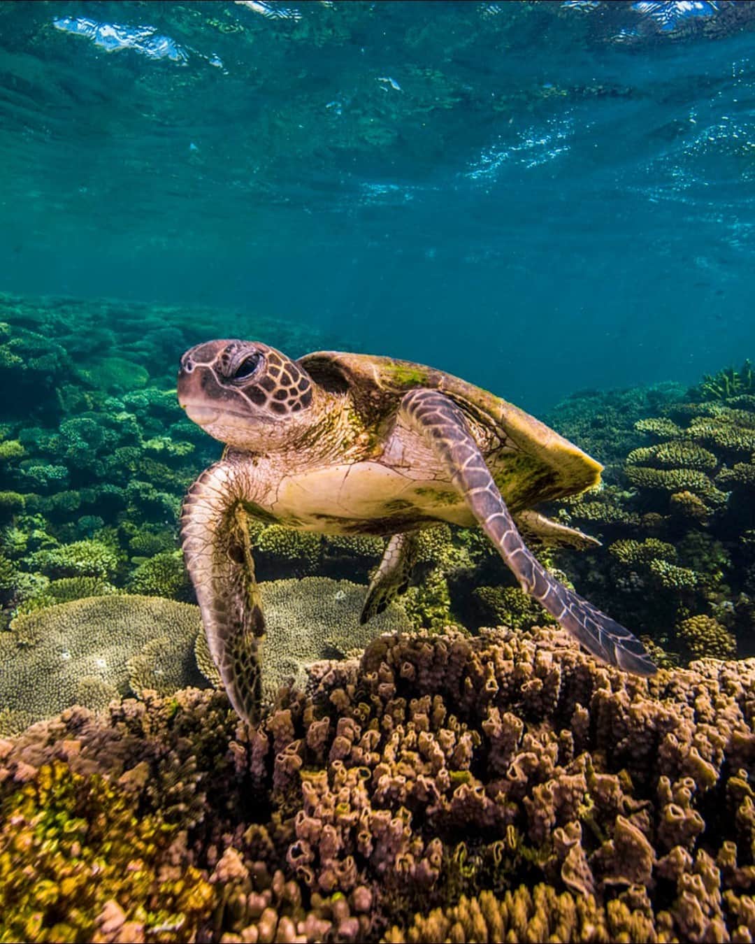 Lonely Planetのインスタグラム：「Whether you’re the type to throw on a tank and go deep, or prefer pottering along the surface with a snorkel, Australia is undeniably gracious when it comes to underwater life and color.   Tap the link in our bio to discover the best places to dive in and get wet down under.」