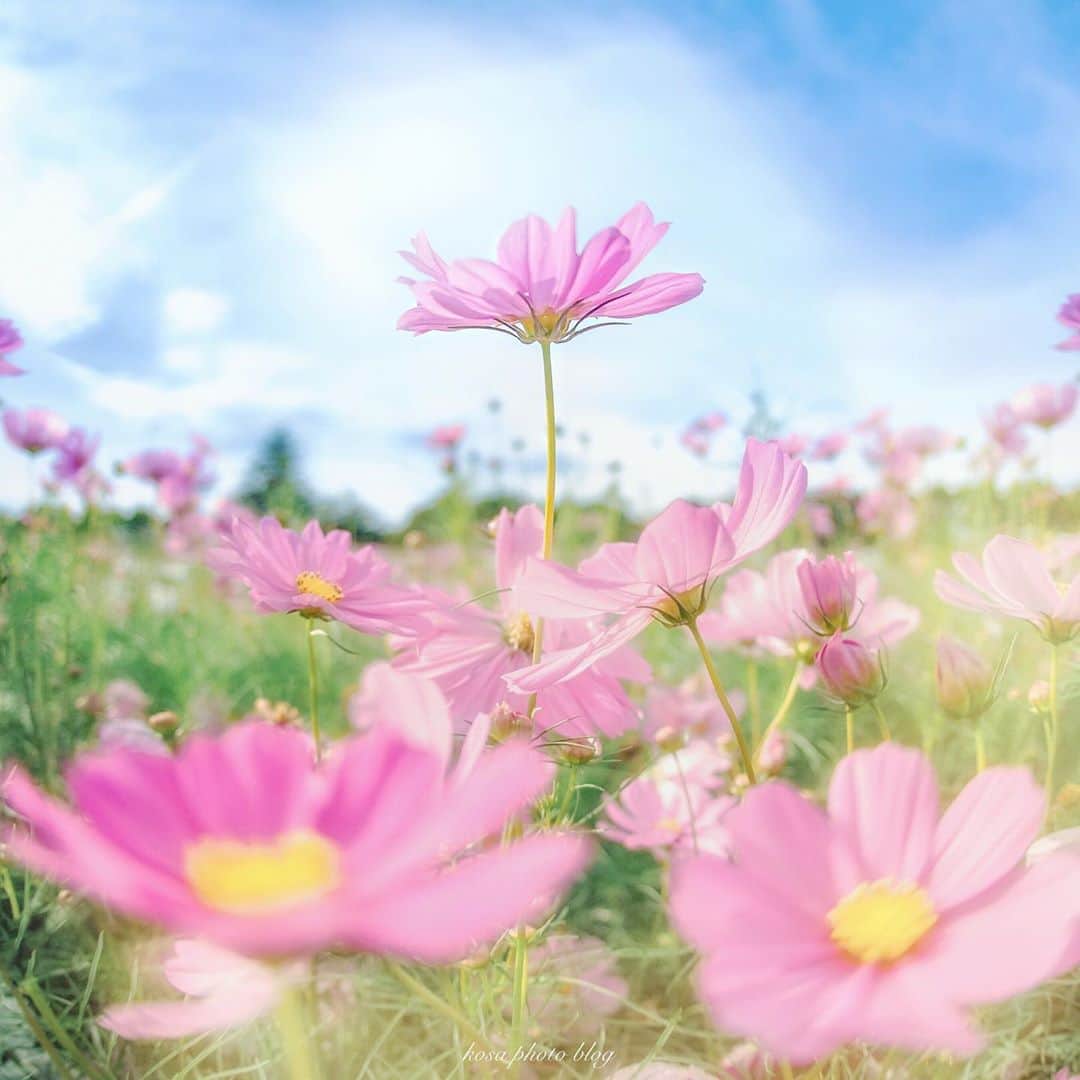 コサさんのインスタグラム写真 - (コサInstagram)「コスモス好きなんだけど撮るのが難しい…🤔 . Location:三重 Mie / Japan🇯🇵 Date:2020年9月 . #コスモス #なばなの里 #visitmie #ip_blossoms #はなまっぷ #私の花の写真 #wp_flowers #ip_for_blossoms #TandDフォトコンテスト2020 #discover #今こそ写真でつながろう #art_of_japan_ #tokyocameraclub #dpj_member #team_jp_ #IG_PHOS #photo_jpn #ptk_japan #pt_life_ #bestjapanpics #YourShotPhotographer #Impressive_gallery #light_nikon #sorakataphoto #LBJ_Legend #広がり同盟メンバー #nipponpic_member #special_spot_legend #s_shot #japan_of_insta」10月17日 7時11分 - kosa_photo