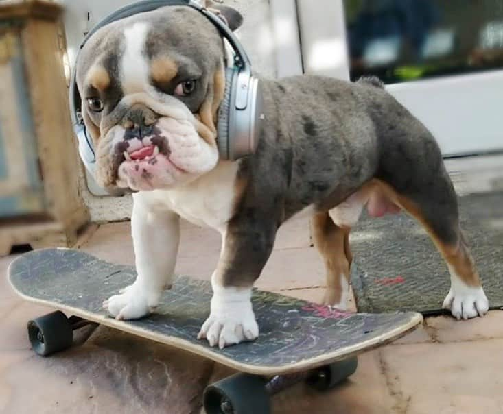 Bodhi & Butters & Bubbahのインスタグラム：「Peanut gets treated like a #rockstar at doggy daycare 💗  . . Thanks @goldenleash.biz for taking care of our baby 🐶 . . . . #bulldog #mylove #mylife #skateboard #dream #cute #boy #mylove #puppy #love #doggy #daycare #dog #life #dogsofinstagram #smile #bestoftheday」