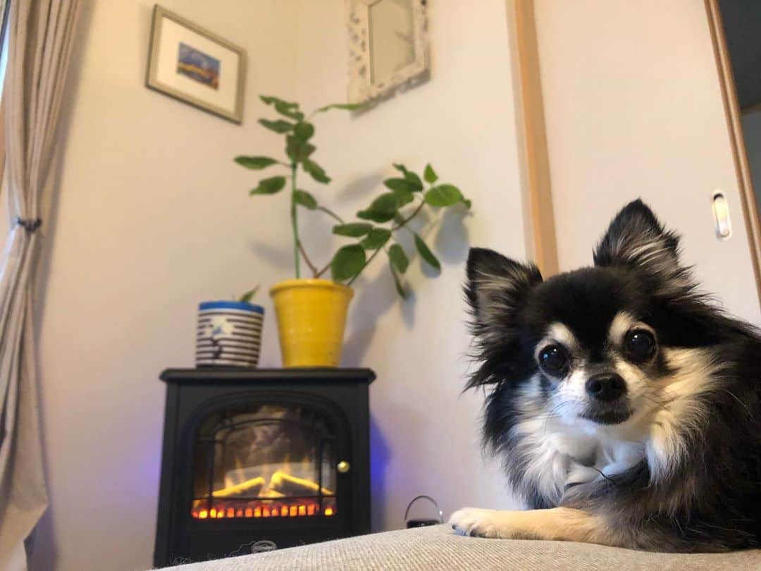 のインスタグラム：「おはようございます( ´ ▽ ` ) 寝起きで暖炉ヒーターにあたるハナちゃんです✨♨️ 今朝は冷えてますー☔️ みんなでくっついて、ぬくぬく🍢 あたたかくして🧥今日も良い一日を🍀(*´-`) #チワワ#ハナちゃん #チワマル#ハルくん #いぬすたぐらむ #いぬばか部 #chihuahua #maltese #mixdog#dogstagram #doglover#昨日の朝陽#3日前の陽射し#今朝はしとしと#犬のいる暮らし#千葉暮らし#暖炉型ヒーター」