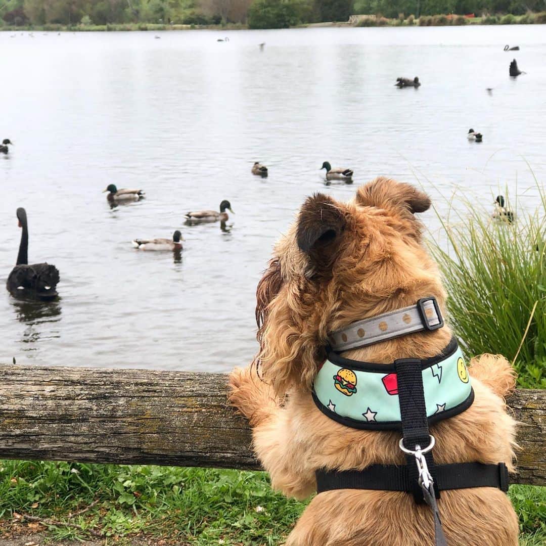 Digby & Aloのインスタグラム：「Playing a real life game of “duck, duck, goose”」