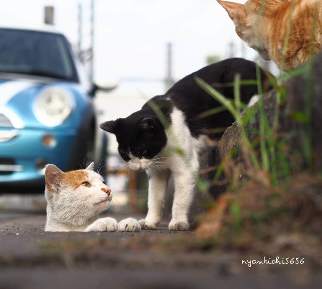 路地裏のにゃん吉のインスタグラム