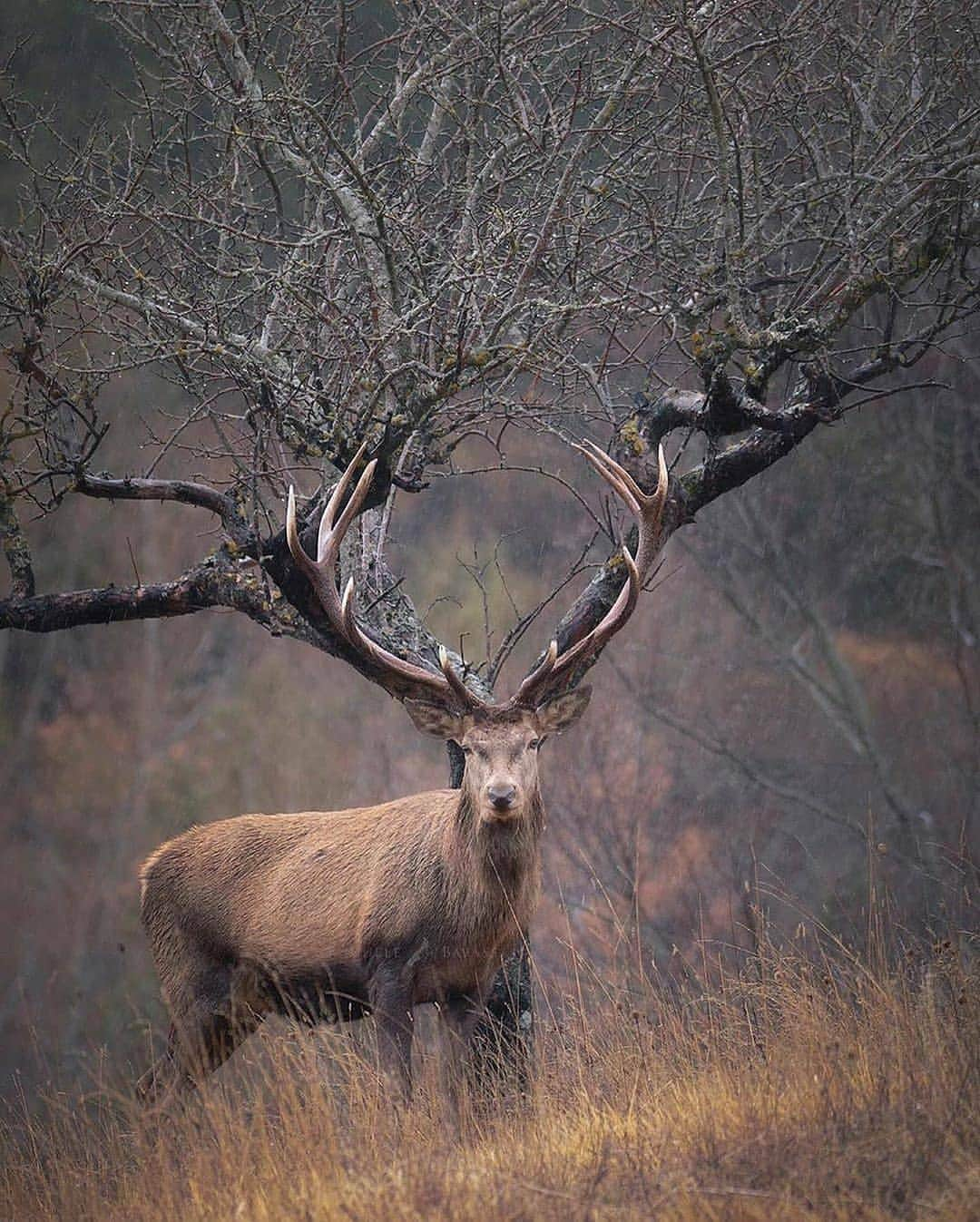 Nature|Folk|Portrait|Videoさんのインスタグラム写真 - (Nature|Folk|Portrait|VideoInstagram)「Selection by  @unsalsicilli Which one is your favorite 1-10  ━━━━━━━━━━━━━━━━━━━ Photo by @michele_bavassano  Congratulations!  ━━━━━━━━━━━━━━━━━━━ Team #ig_mood Founder @humanistagram  ━━━━━━━━━━━━━━━━━━━  .  .  #fujifilm #discovernature #natgeo #photooftheday #minimal #naturalbeauty #safari #istanbul #photoshoot #visual #folk #travel #beautifuldestinations #portraitmood #vzcomood #vsco #marvelshots #nature #nikon #natgeoyourshot #canon #moodygrams #gopro #folkgood #agameoftones」10月16日 22時45分 - ig_mood