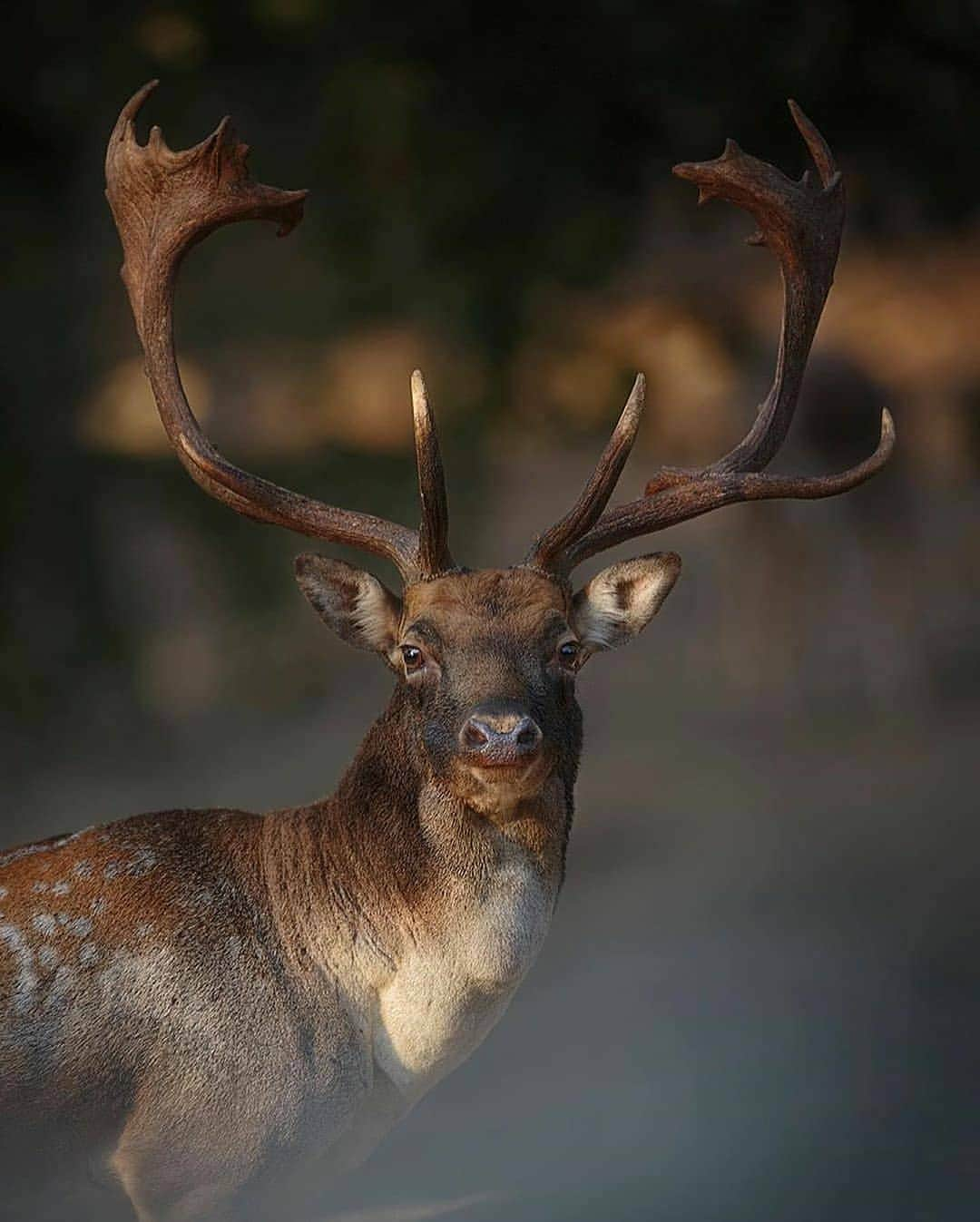 Nature|Folk|Portrait|Videoさんのインスタグラム写真 - (Nature|Folk|Portrait|VideoInstagram)「Selection by  @unsalsicilli Which one is your favorite 1-10  ━━━━━━━━━━━━━━━━━━━ Photo by @michele_bavassano  Congratulations!  ━━━━━━━━━━━━━━━━━━━ Team #ig_mood Founder @humanistagram  ━━━━━━━━━━━━━━━━━━━  .  .  #fujifilm #discovernature #natgeo #photooftheday #minimal #naturalbeauty #safari #istanbul #photoshoot #visual #folk #travel #beautifuldestinations #portraitmood #vzcomood #vsco #marvelshots #nature #nikon #natgeoyourshot #canon #moodygrams #gopro #folkgood #agameoftones」10月16日 22時45分 - ig_mood