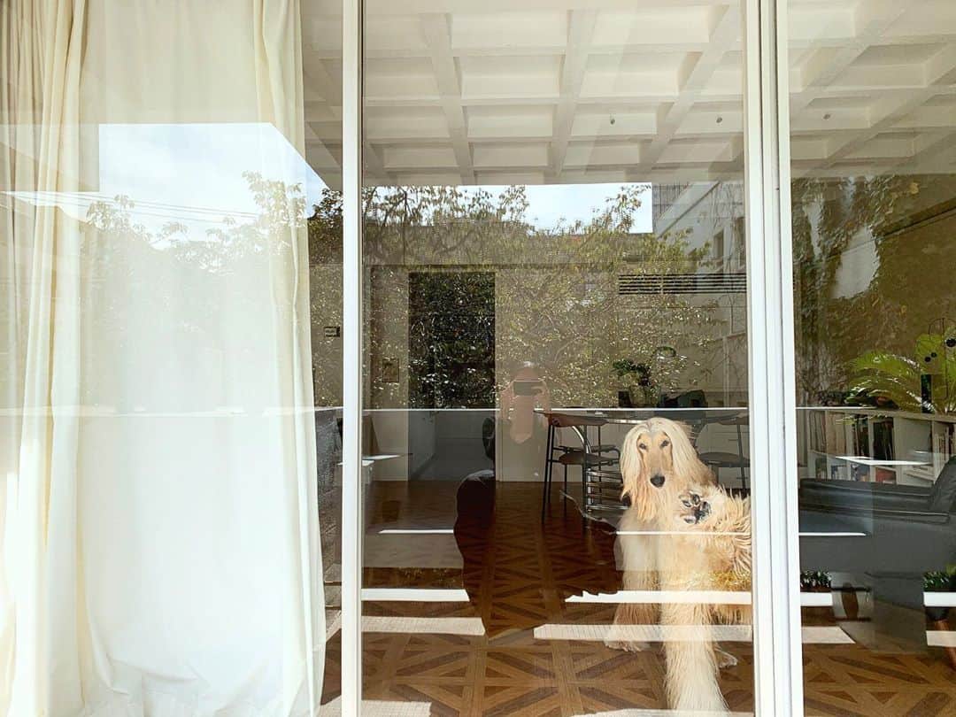 のインスタグラム：「Have a nice weekend 🤗🐾 @creme_afghanhound tops: casafline skirts : MasionMiharaYasuhiro」