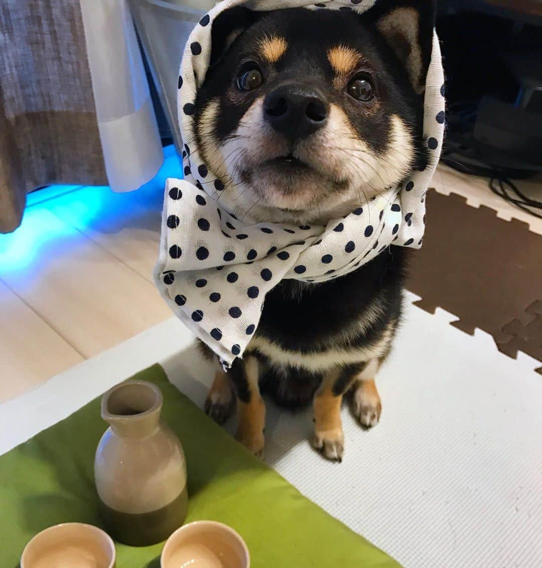 まめ丸のインスタグラム：「* * 【 金曜日の #居酒屋まめ丸 🐶🍺】 * 今週もおつかれさま❣️ さむくなってきたから 『あつかん』だね🐶💓 * 【Taverna“MAMEMARU”🐶🍺】 TGIF🐶🍺💓 * #かぜひかないようにね #あったまろうね🐶💓 #のめないひとはホットミルクもあるよ🍼 * #柴犬#豆柴#柴#黒柴#黒豆柴#犬#しばいぬ#いぬのきもち#shiba#shibainu#shibastagram#shibadog#shibapuppy#puppy#instadog#dogstagram#dog#instashiba#petstagram#pet#cute#cutedog#강아지#멍스타그램#weeklyfluff#dailyfluff」