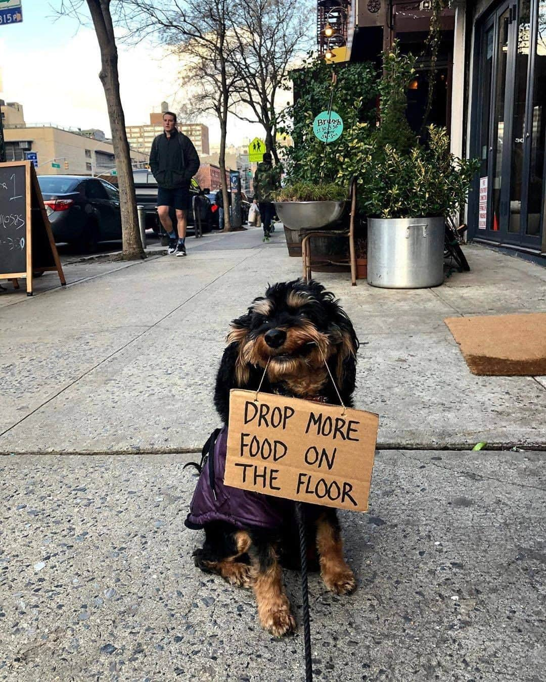 8crapさんのインスタグラム写真 - (8crapInstagram)「Listen to the good boi’s words - 📷 @dogwithsign - #barked #dog #doggo #NewYork」10月16日 23時01分 - barked