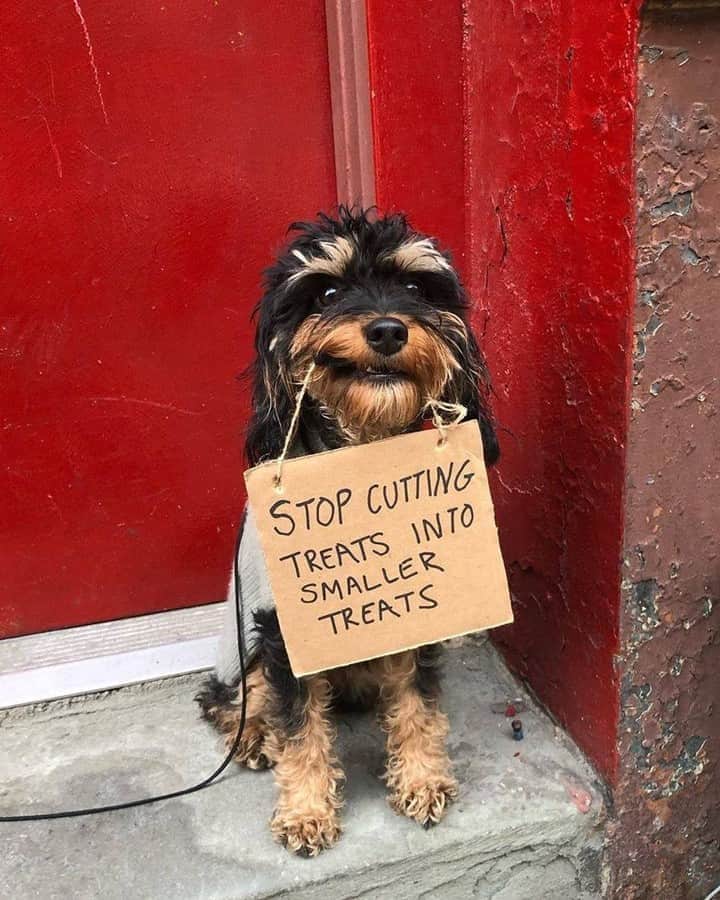 のインスタグラム：「Listen to the good boi’s words - 📷 @dogwithsign - #barked #dog #doggo #NewYork」