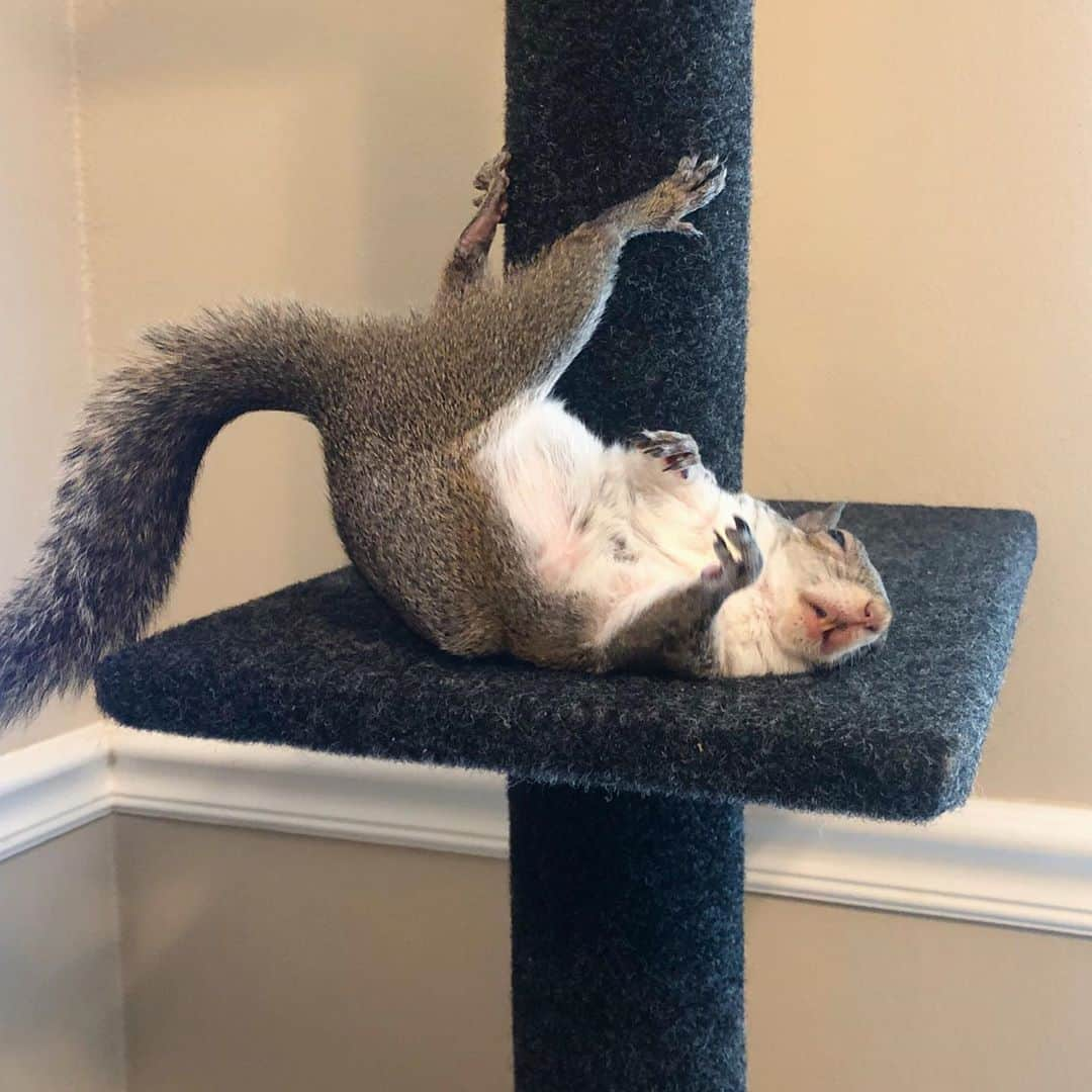 Jillのインスタグラム：「r e l a x⁣ ⁣ ⁣ ⁣ #petsquirrel #squirrel #squirrels #squirrellove #squirrellife #squirrelsofig #squirrelsofinstagram #easterngreysquirrel #easterngraysquirrel #ilovesquirrels #petsofinstagram #jillthesquirrel #thisgirlisasquirrel #cattree」