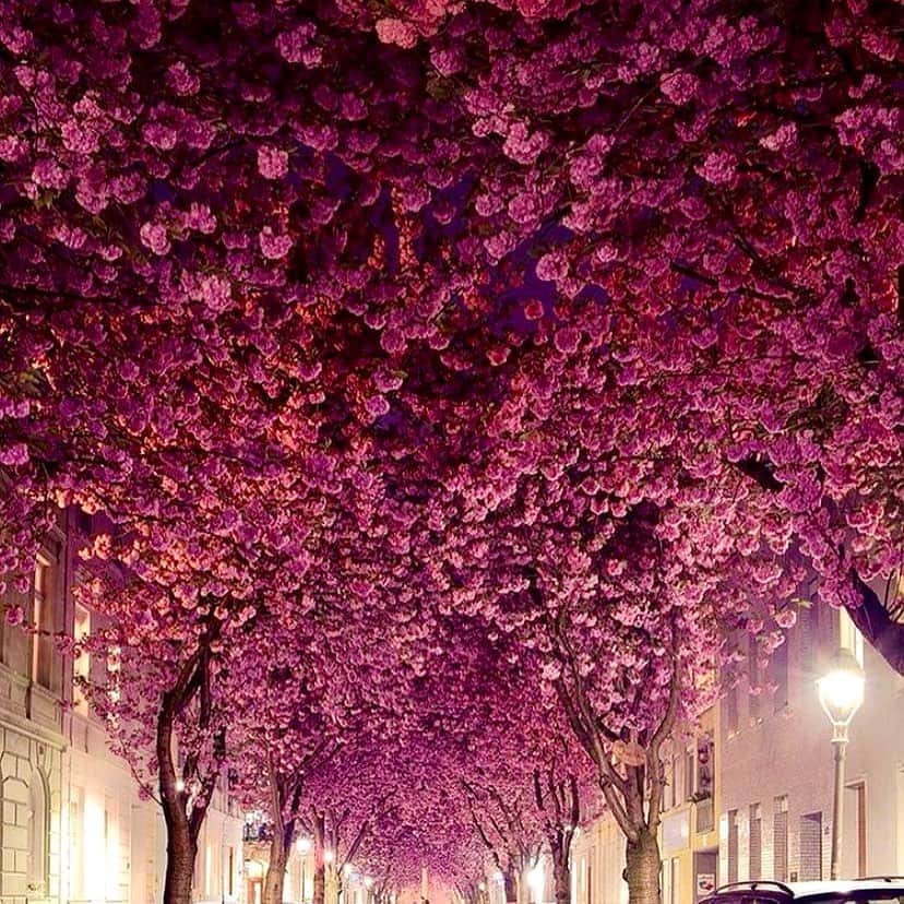 サッチン+バビさんのインスタグラム写真 - (サッチン+バビInstagram)「Cherry blossom street in Bonn, Germany. Just a little delight for the eyes on a Friday. #dreams, #instatravel, #placeswego」10月16日 23時48分 - sachinandbabi