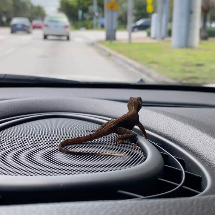 ガブリエル・アンウォーのインスタグラム：「Hitchin’ a ride. #lizard #cheeky  #tgif @shamsmalnik @shareefmalnik」