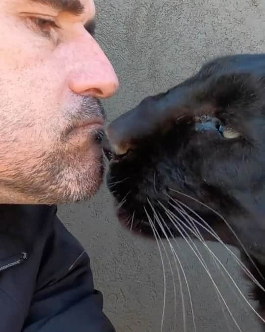 Kevin Richardson LionWhisperer のインスタグラム