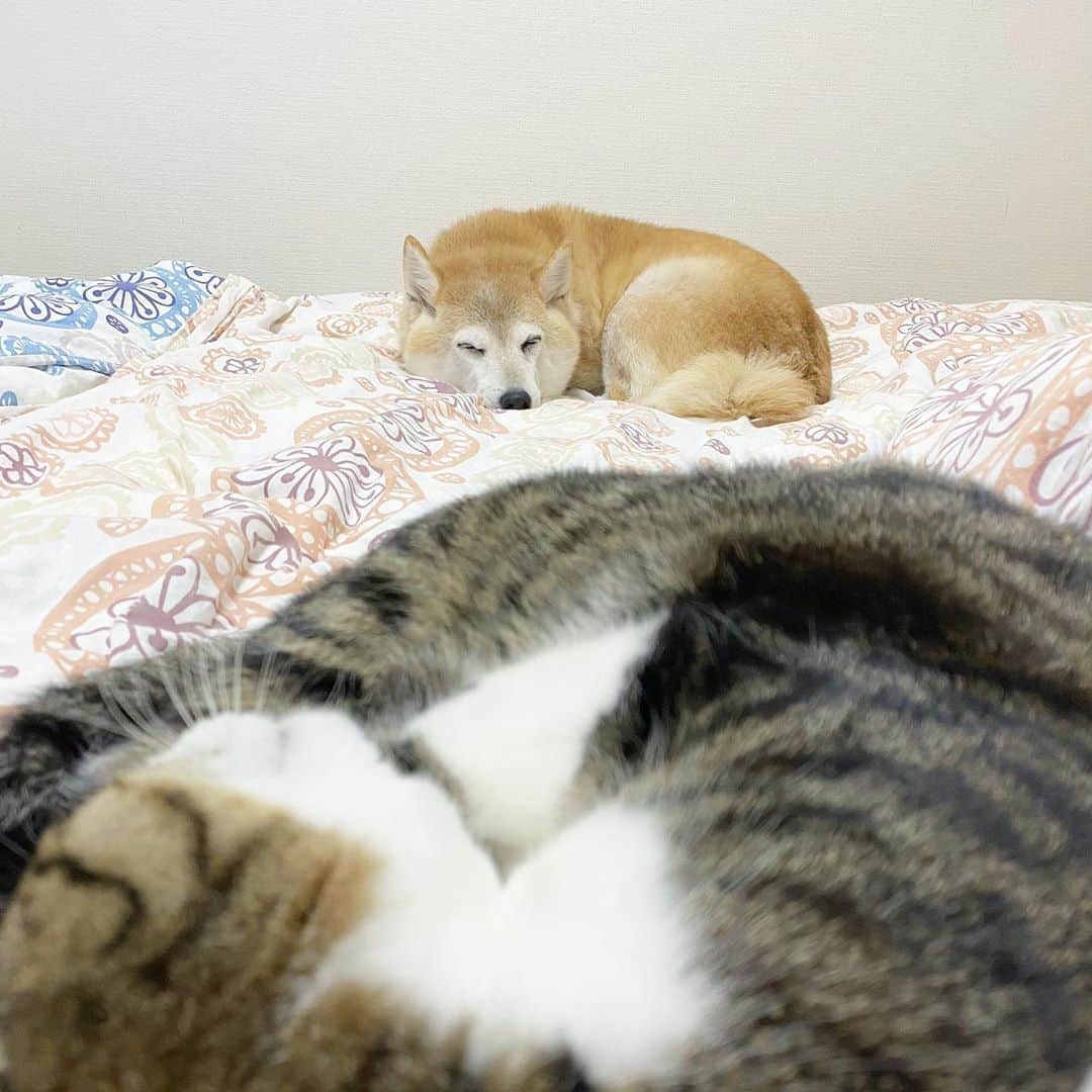 meekooのインスタグラム：「私の布団がモテモテです☺️ #狭いけどあったかい」