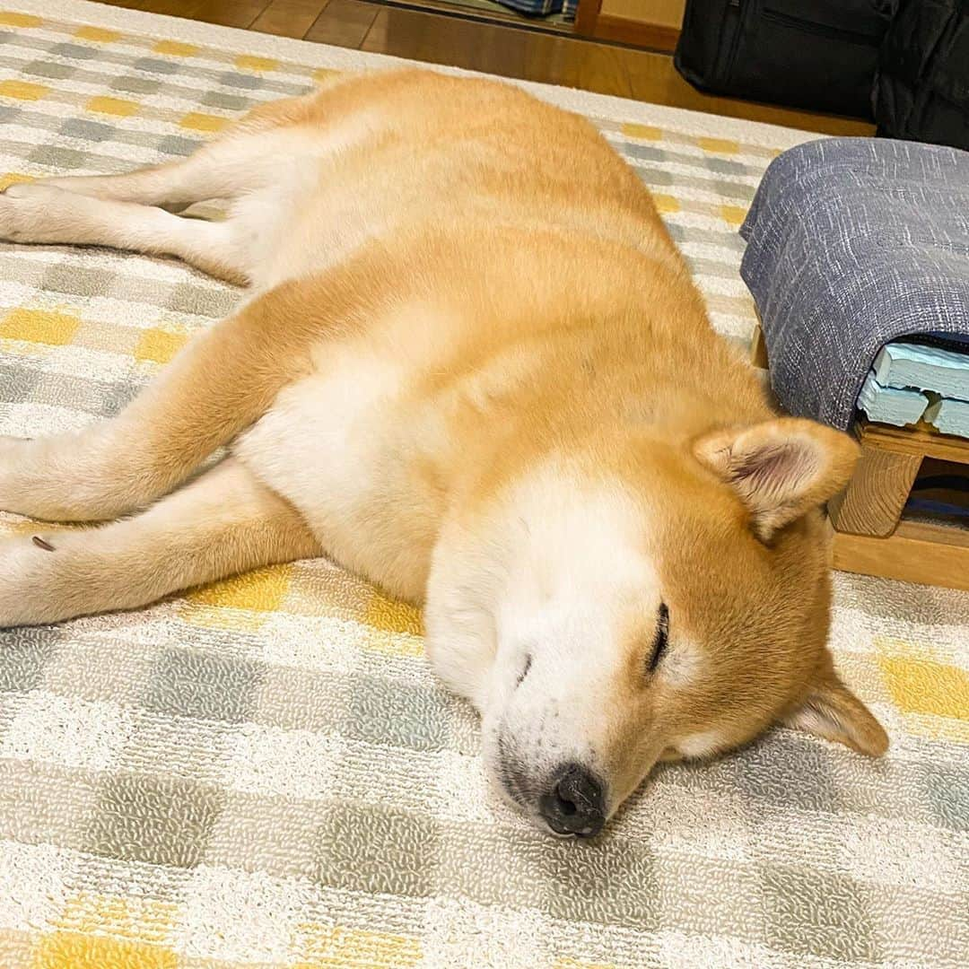 まる（まるたろう）さんのインスタグラム写真 - (まる（まるたろう）Instagram)「Good night✨🐶💤✨今日も楽しかったな〜 #毎日しゃーわせ #感謝せなな😌 #皆さんのおかげです #生温かい目で見守りください」10月17日 0時21分 - marutaro