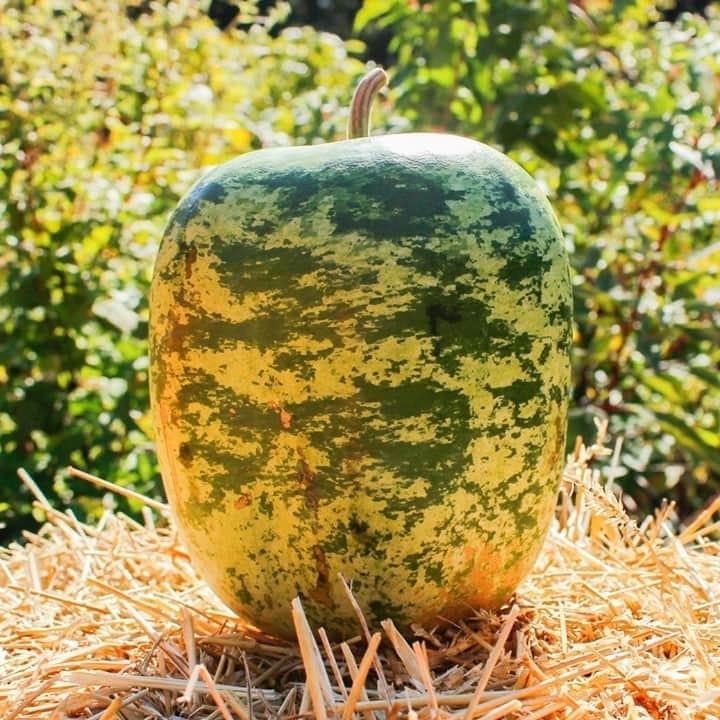 ニューヨーク植物園のインスタグラム：「Along our Great Pumpkin Path you'll also find gourds in all sorts of quirky shapes and sizes—like this 'Apple' cultivar. . It's not the sort of thing you'd pick and eat at an orchard, but this gourd does make for an excellent birdhouse once it dries and becomes hollow! Hit the link in our bio to see more of the fascinating pumpkins and gourds you can find at NYBG through November 1, along with carving tips, fall recipes, and more. . #Lagenaria siceraria #plantlove #nybgathome #museumfromhome」