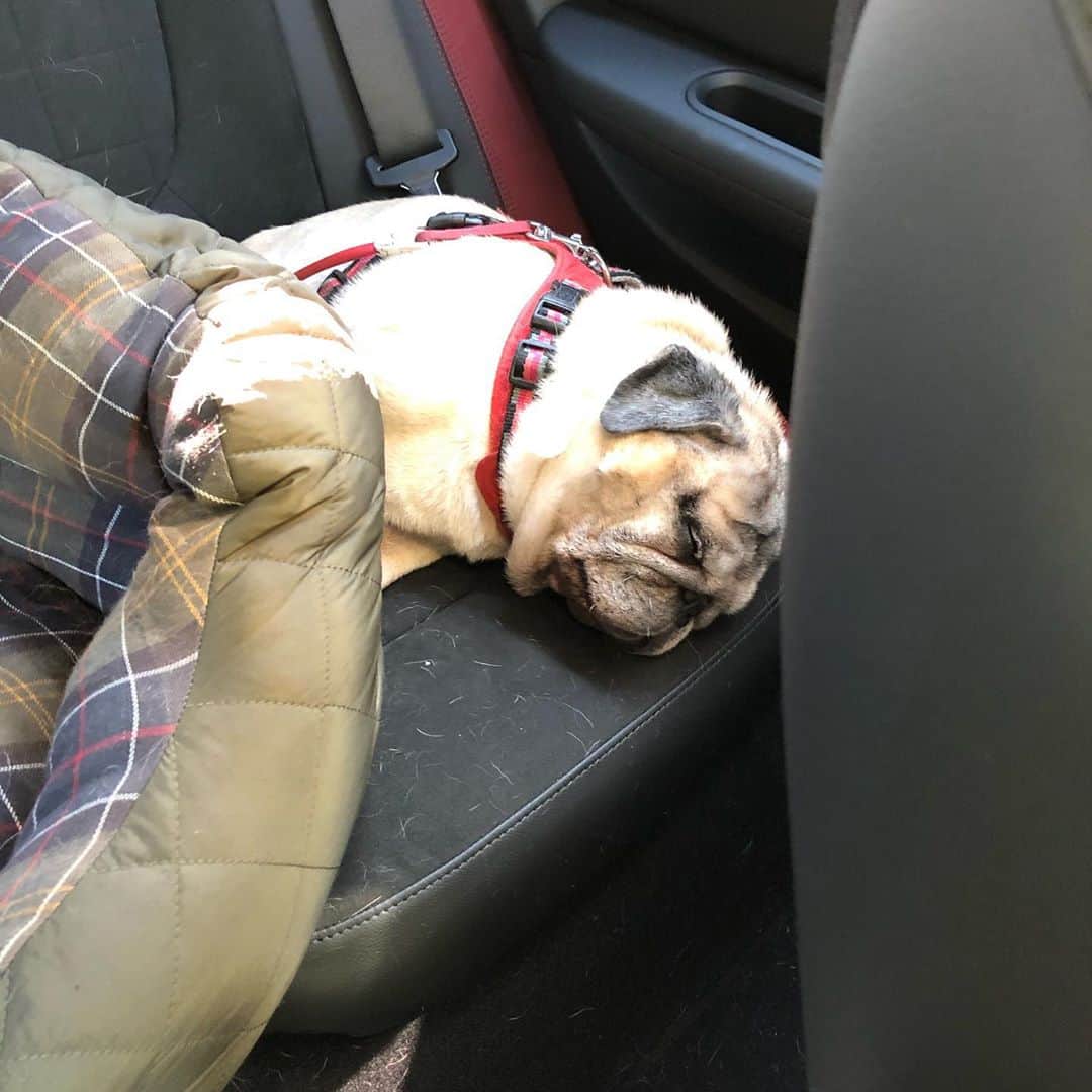 やついいちろうさんのインスタグラム写真 - (やついいちろうInstagram)「今日は6時間ほど運転した  こぶしは疲れて眠っていた  #pug #pugs #puglife #puglove #パグ #パグスタグラム」10月17日 0時31分 - yatsuiichiro