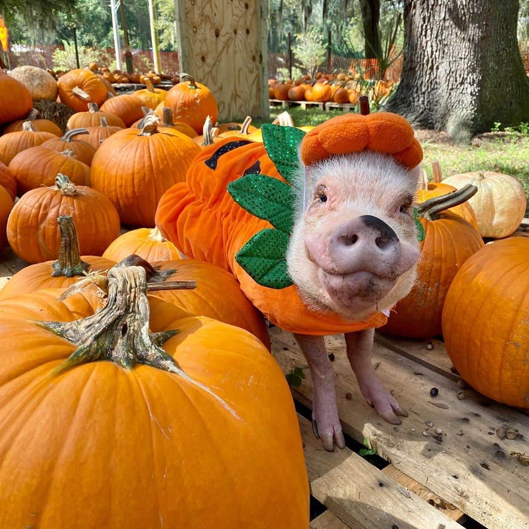 Priscilla and Poppletonさんのインスタグラム写真 - (Priscilla and PoppletonInstagram)「So many pumpkins to chose from, but I’d pick the smiling “Pink” pumpkin with the big green leaves every time! Love you Pinkerton!🐷🎃#cutestpumpkininthepatch #pinkerton #ortegapumpkinpatch #PrissyandPop」10月17日 0時31分 - prissy_pig