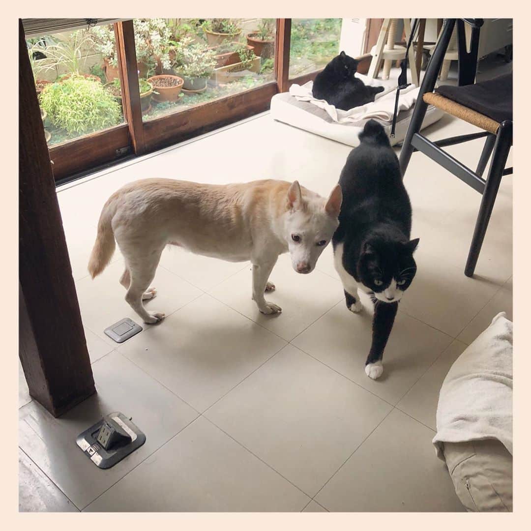 パンといっぴきのインスタグラム：「#犬と猫 #元保護犬 #元野良猫 #元保護猫 #雑種犬 #白黒猫 #ハチワレ #黒猫 #catanddog #crossbreed #blackandwhitecat #blackcat #tuxedocat #キップル14歳」