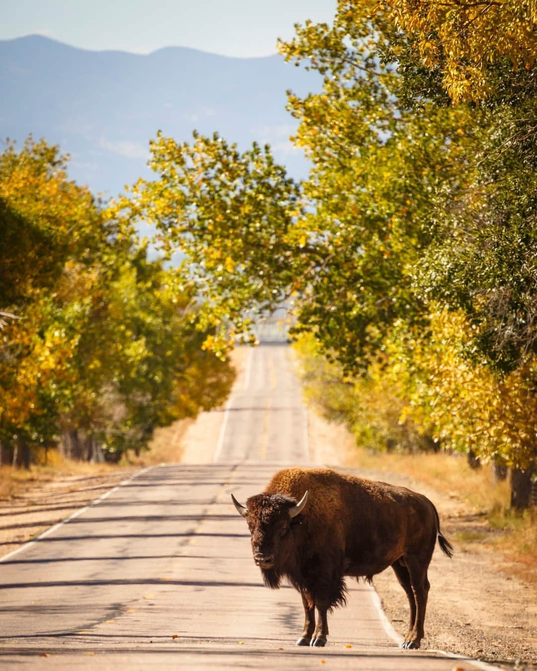 アメリカ内務省さんのインスタグラム写真 - (アメリカ内務省Instagram)「Sometimes, traffic's a beast.  Autumn colors and charismatic bison are just a few of the attractions at Rocky Mountain Arsenal National Wildlife Refuge. The refuge is only a short trip from #Denver in #Colorado and can be a healthy break from city life. Visitors can walk the refuge's 10 miles of trails or take the 11-mile #Wildlife Drive by car to see charismatic wildlife and stunning landscape. One of 568 national wildlife refuges across the country, we're reminded just how much we all need space to roam. Photo by Ian Shive, U.S. Fish and Wildlife Service. #usinterior #NationalWildlifeRefugeWeek」10月17日 0時38分 - usinterior