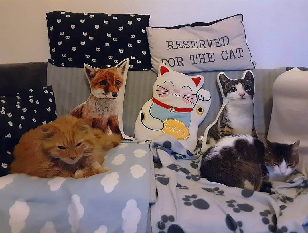 Homer Le Miaou & Nugget La Nugさんのインスタグラム写真 - (Homer Le Miaou & Nugget La NugInstagram)「Rough day here: I've been evicted from my couch by these two and we have a fun national curfew now!😾 #NeverTooMuchCatPillows No super fun french corona report today, just since people are not listening and even less following the basic rule of wearing a mask now half of the country has to be home 21h (9pm). And we can't go out before 6am without an official document. The first fine will be 135€ if you're out during curfew.🕘⏳🕕 We're not allowed more that 6 people inside, even in private. All réunions of people are not allowed anymore. Weddings receptions are forbidden until further notice.⛔ It's gonna have a massive impact on the économe again. Lots of people are without jobs. The government is giving small stimulus to the more in need... It's an even bigger mess than the big mess it was before!😱 I don't know how we're going to get out of this pandemic. I hope de do but for now i'm not very confident... Glad i have these two though, they don't go out at any time anyway so we're good!lol😺 Stay safe friends, please wear a mask!💗😷💗」10月17日 0時45分 - homer_le_chat