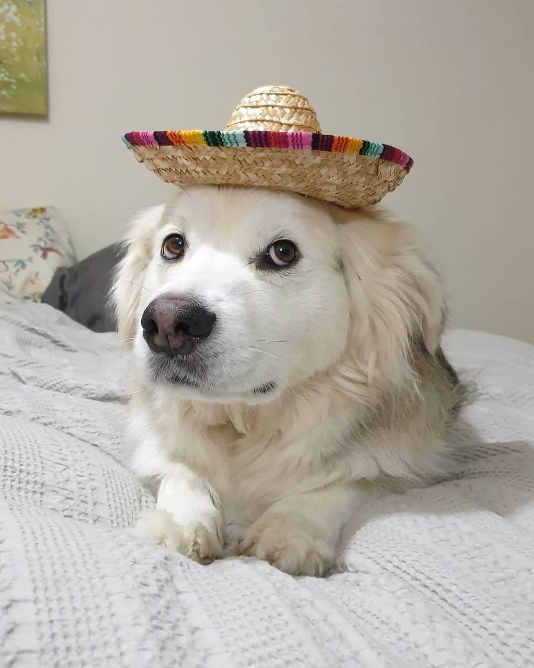 のインスタグラム：「“I've come to eat your treatos, señorita.” - Want to get featured like him? Join “The Barked Club” on FACEBOOK and post something now! 👉 barked.com - 📷 @KodaTheCross - #TheBarkedClub #barked #dog #doggo #CorgiMix」
