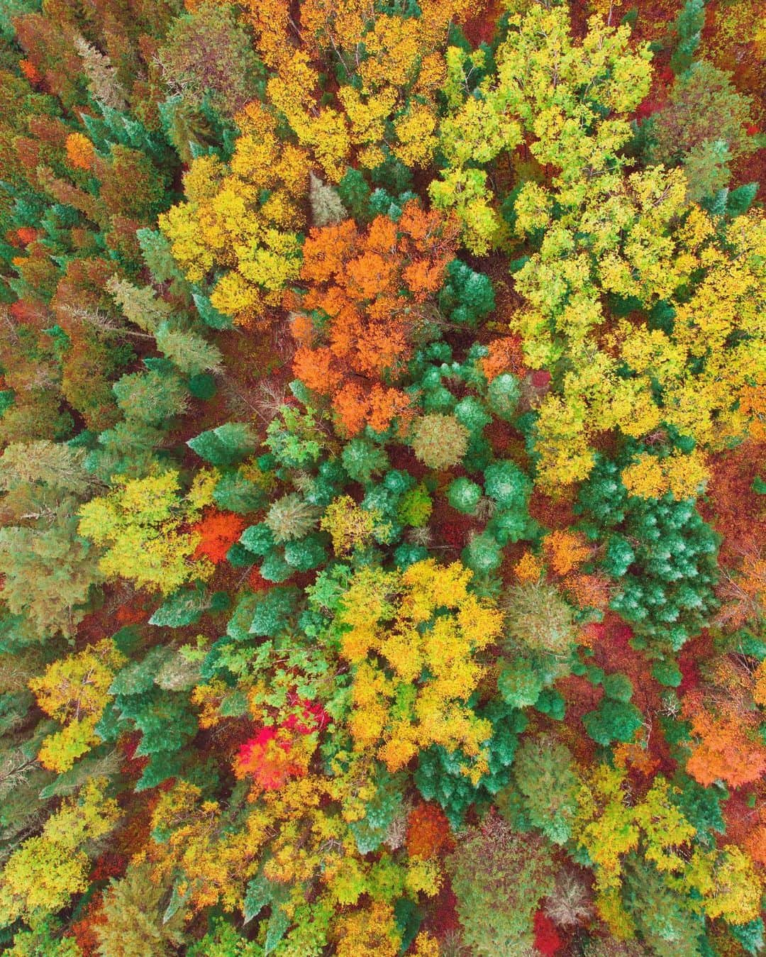 Adam Senatoriさんのインスタグラム写真 - (Adam SenatoriInstagram)「Few more 🍂🍁 from up there and down here. Feels like an earlier fall this year 🤷🏼‍♂️. #wisconsin is a great place to be... especially this time of year. Interested in prints? DM or comment. Also... help me out, hit save, and ❤️ . ✌🏼」10月17日 0時55分 - adamsenatori