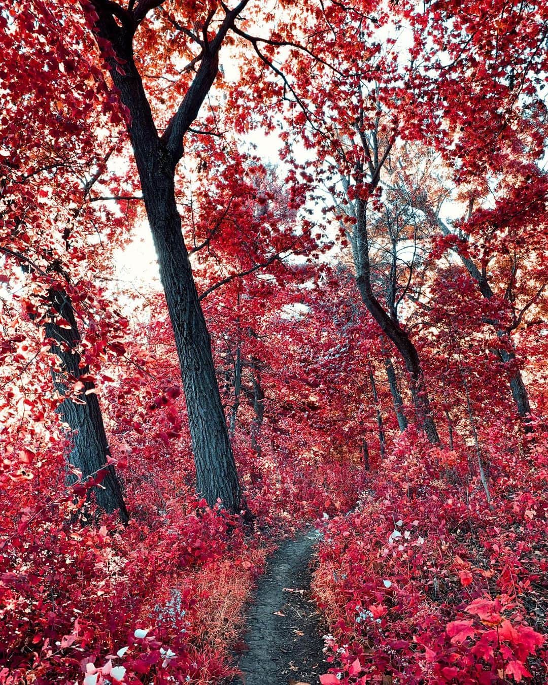 Adam Senatoriさんのインスタグラム写真 - (Adam SenatoriInstagram)「Few more 🍂🍁 from up there and down here. Feels like an earlier fall this year 🤷🏼‍♂️. #wisconsin is a great place to be... especially this time of year. Interested in prints? DM or comment. Also... help me out, hit save, and ❤️ . ✌🏼」10月17日 0時55分 - adamsenatori