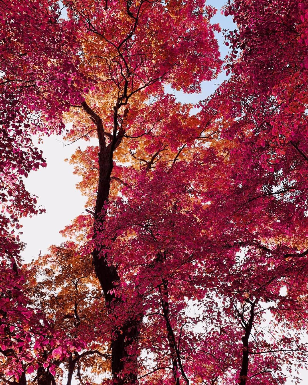 Adam Senatoriさんのインスタグラム写真 - (Adam SenatoriInstagram)「Few more 🍂🍁 from up there and down here. Feels like an earlier fall this year 🤷🏼‍♂️. #wisconsin is a great place to be... especially this time of year. Interested in prints? DM or comment. Also... help me out, hit save, and ❤️ . ✌🏼」10月17日 0時55分 - adamsenatori