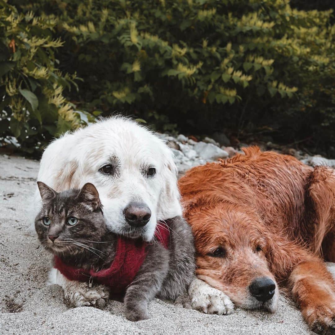 Subaru of Americaさんのインスタグラム写真 - (Subaru of AmericaInstagram)「For #NationalPetWellnessMonth, be sure to check your pets and pay a visit to their veterinarian if necessary. Go to our story for tips about what you can do to keep your pet healthy this month, and year-round. #SubaruLovesPets (📸: @wat.ki)」10月17日 1時28分 - subaru_usa