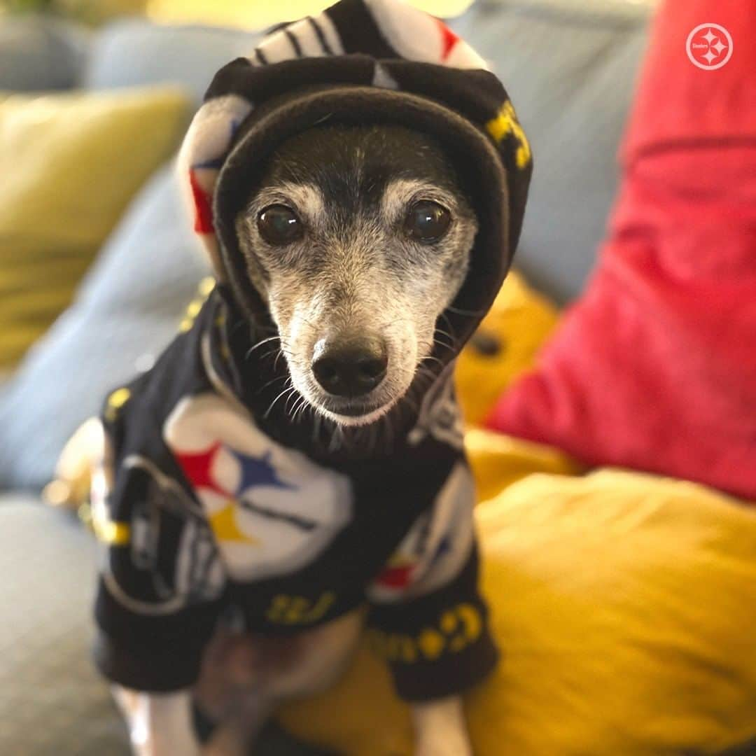 ピッツバーグ・スティーラーズさんのインスタグラム写真 - (ピッツバーグ・スティーラーズInstagram)「These four-legged fans know how to rep the #Steelers on #FanFriday 💯」10月17日 1時22分 - steelers