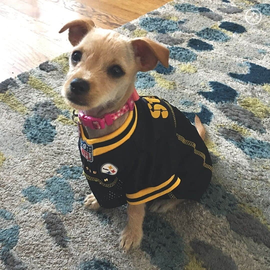 ピッツバーグ・スティーラーズさんのインスタグラム写真 - (ピッツバーグ・スティーラーズInstagram)「These four-legged fans know how to rep the #Steelers on #FanFriday 💯」10月17日 1時22分 - steelers