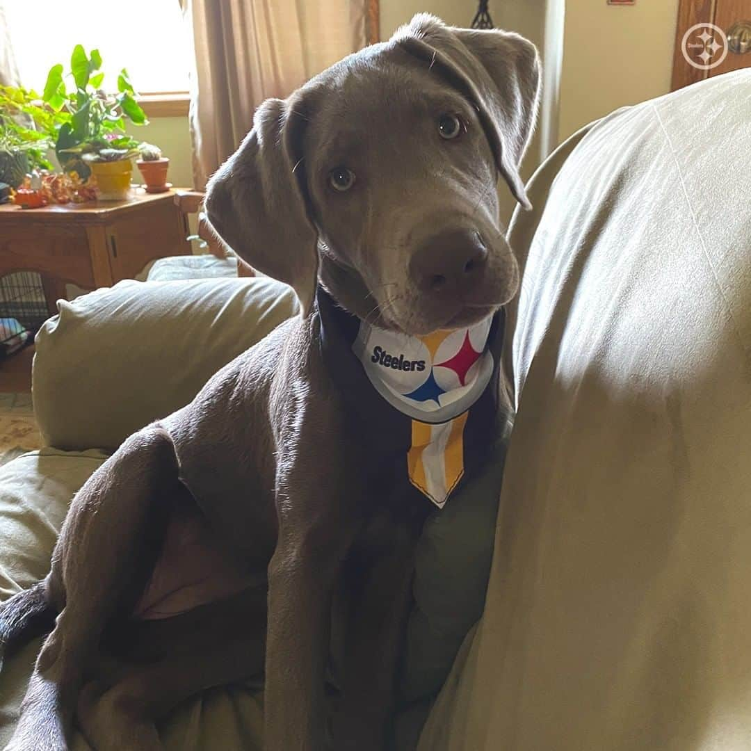 ピッツバーグ・スティーラーズさんのインスタグラム写真 - (ピッツバーグ・スティーラーズInstagram)「These four-legged fans know how to rep the #Steelers on #FanFriday 💯」10月17日 1時22分 - steelers