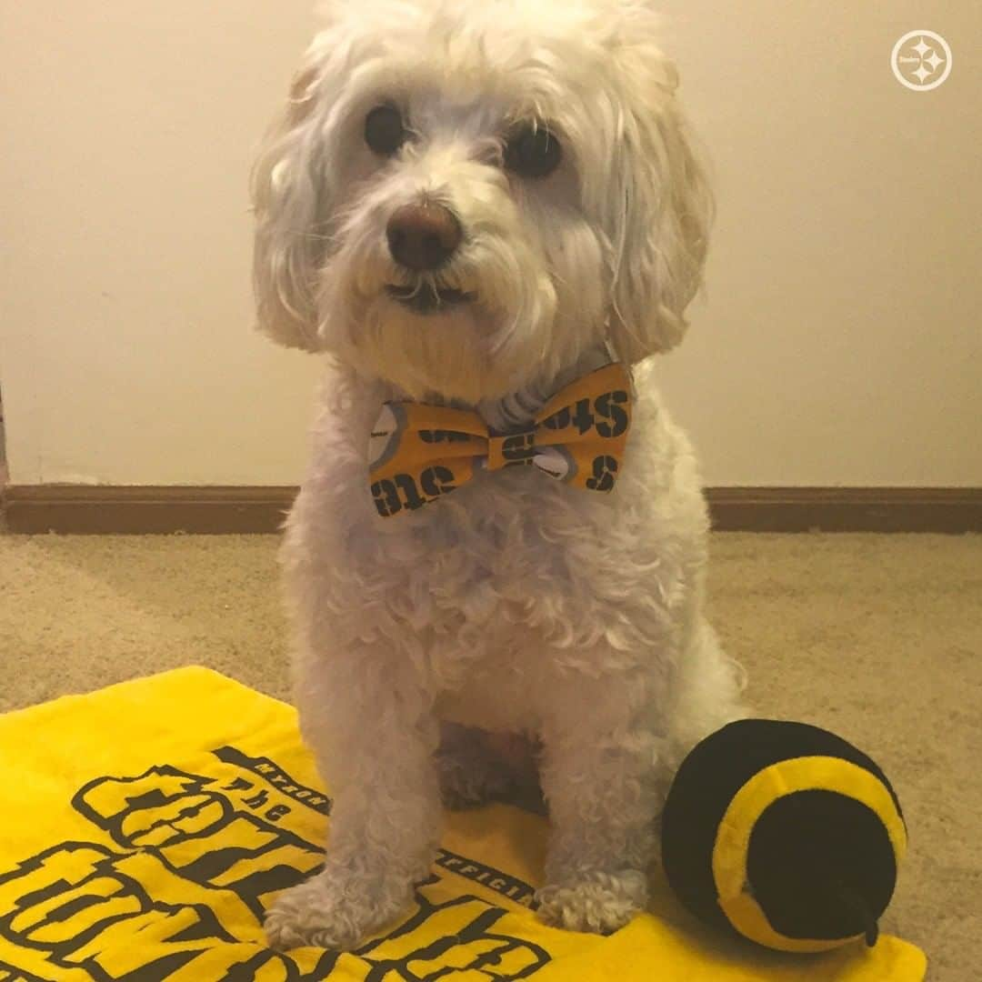 ピッツバーグ・スティーラーズさんのインスタグラム写真 - (ピッツバーグ・スティーラーズInstagram)「These four-legged fans know how to rep the #Steelers on #FanFriday 💯」10月17日 1時22分 - steelers