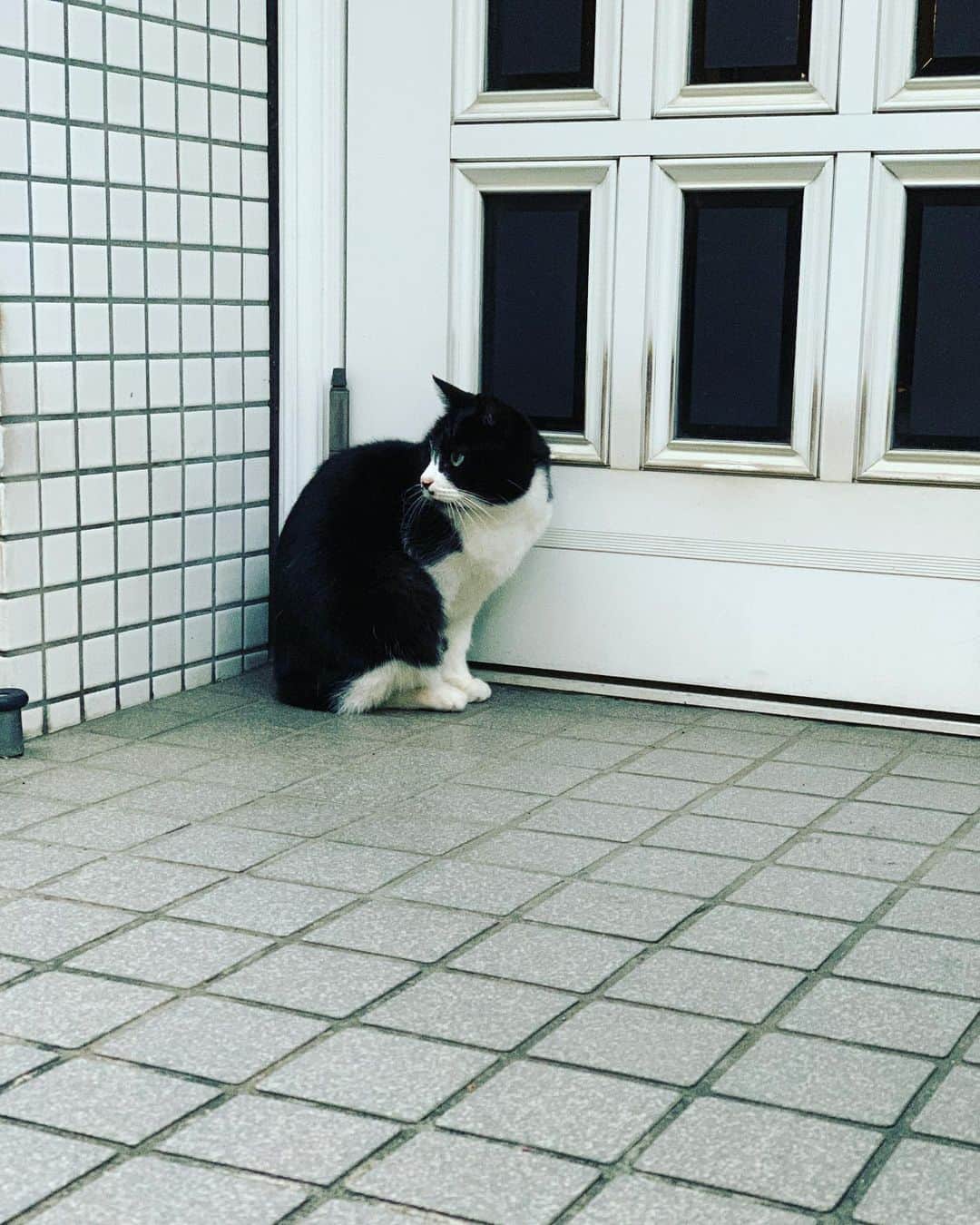 ichigoのインスタグラム：「どうやって生きていこう…とか 理由もなく「ああ、もうダメだ」とか 友だちとなんか距離を感じたり 好きな人から好かれてない気がしたり なんかお先真っ暗だなみたいな そういう気持ちって ほんとあるあるというか 幸せをいくら数えたってスッと顔を出すもんなので  お、来たね久しぶり☻ まあお茶でも飲んで落ち着けよ。  みたいな気持ちであしらって風呂入って寝るのが1番だよね。 おつかれみんな。 今日は寒いね。 明日は雨だから、腹巻きでもしとけ？」