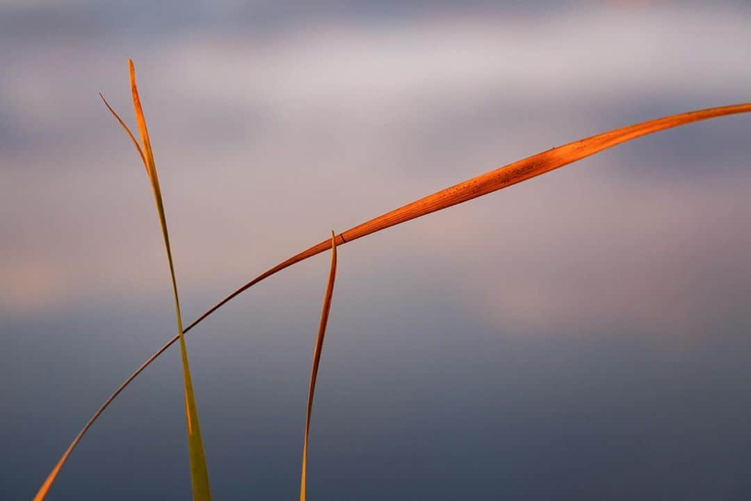 アンジー・ペインのインスタグラム：「About yesterday morning. I fell in love with three dying reeds at the edge of a pond. The simple beauty of their interplay, the graceful power of their shapes, the thin slice of shadow of one on the other, the color of their autumn demise against the blue tones of the water — it all just made my day.  • • • #macro #macrophotography」