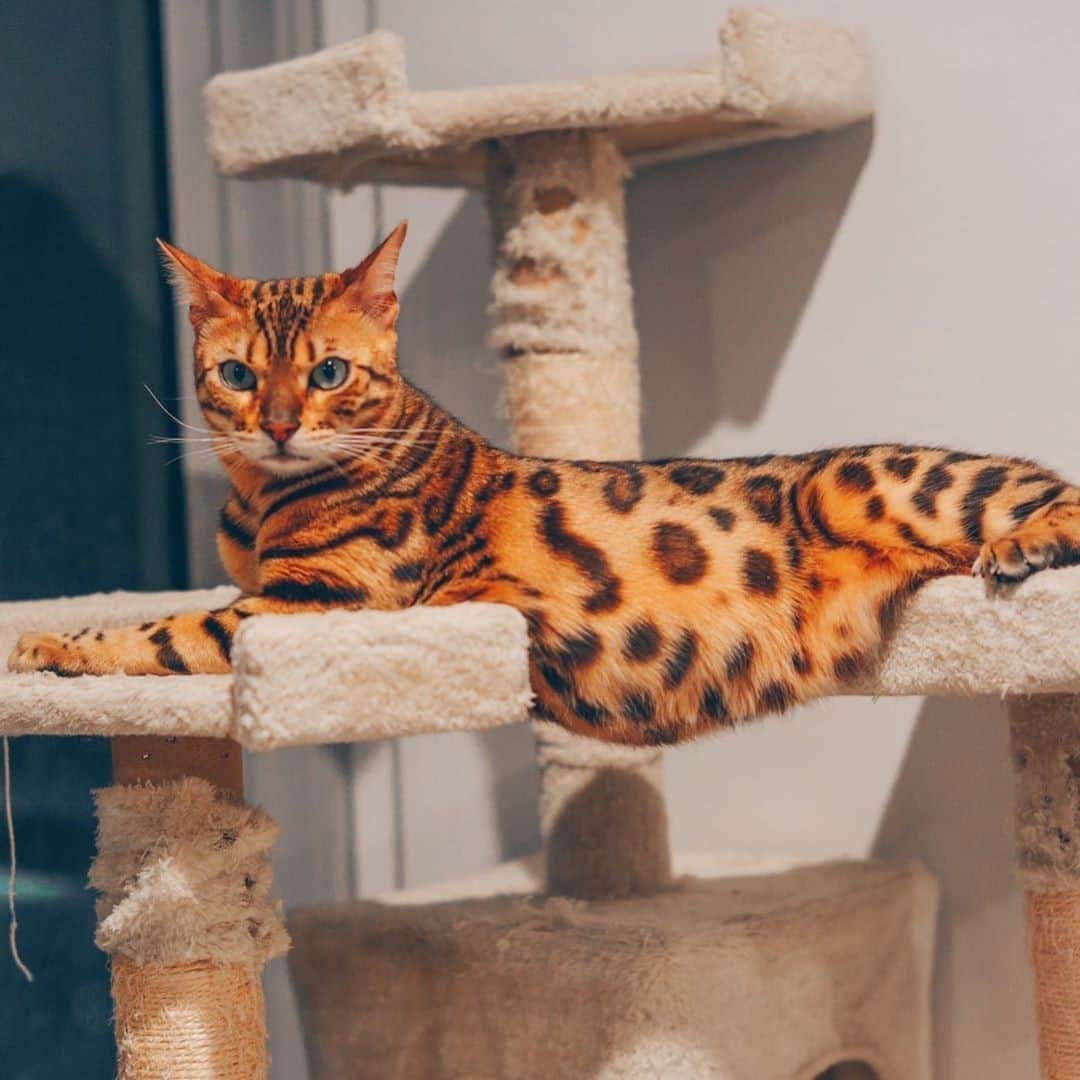 Aww Clubさんのインスタグラム写真 - (Aww ClubInstagram)「When it’s already summer and you forgot to lose weight ...⠀ ⠀ 📷@bengalwonderland⠀ ⠀ #meowed #bengalwonderland #belly #fluffycat #bengal」10月17日 2時00分 - meowed